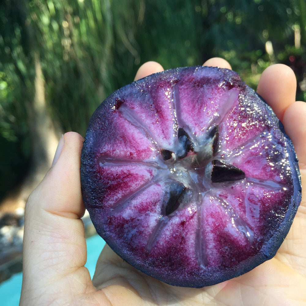 👋Winter Sale☃️💥Milk Fruit (Star Apple)👋Heirloom Seed
